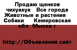Продаю щенков чихуахуа - Все города Животные и растения » Собаки   . Кемеровская обл.,Мыски г.